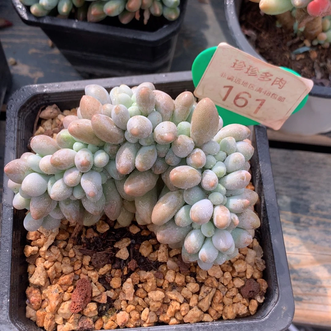 汤圆缀化一物一拍161