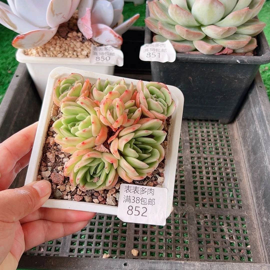多肉一物一拍植物852