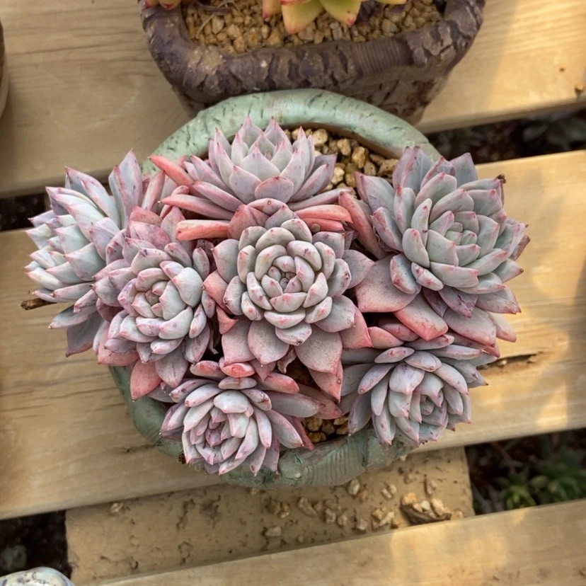 【闪购商品】粉蓝鸟石化