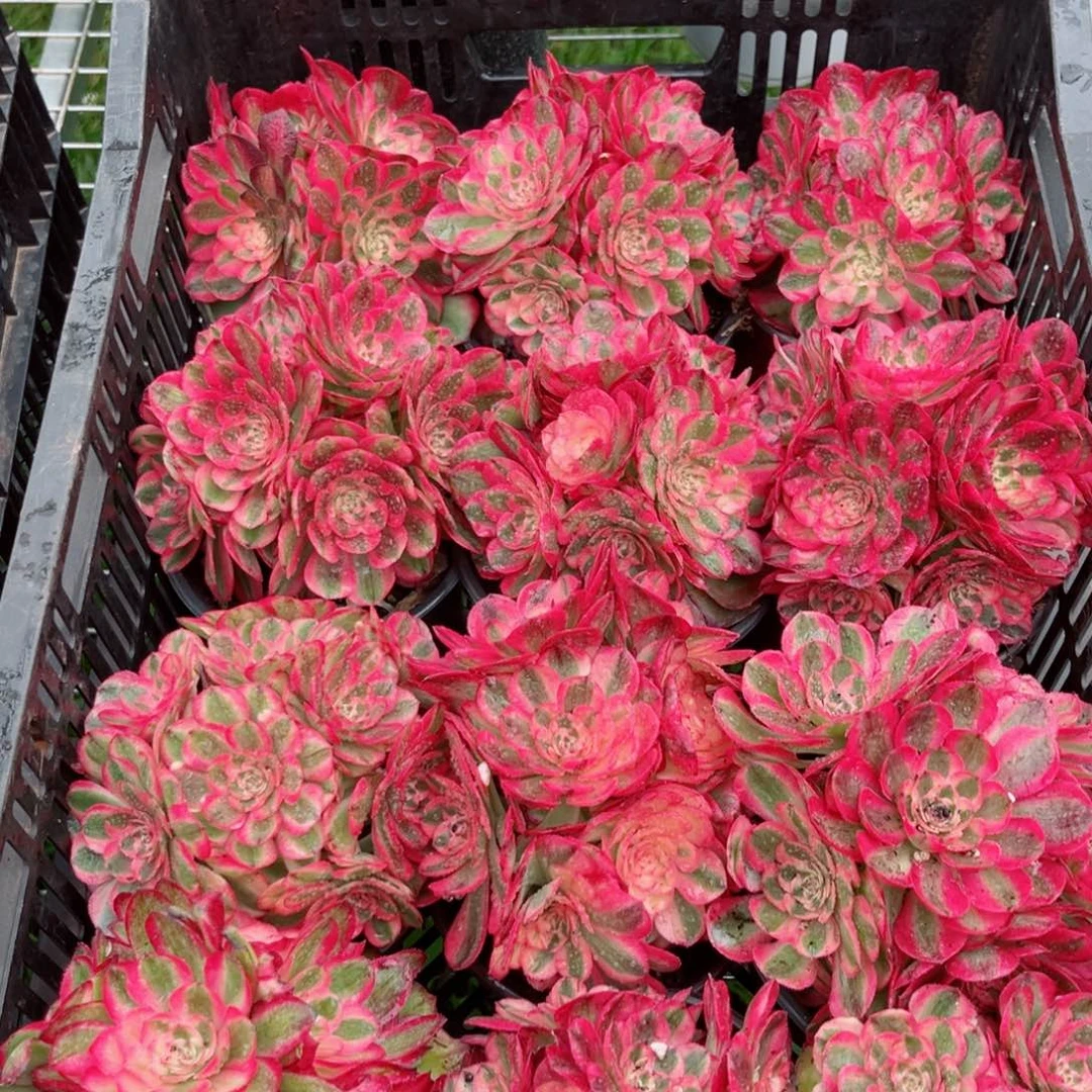 荔枝量拍多肉法师11111