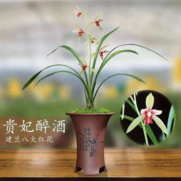 建兰-贵妃醉酒  名贵建兰浓香型