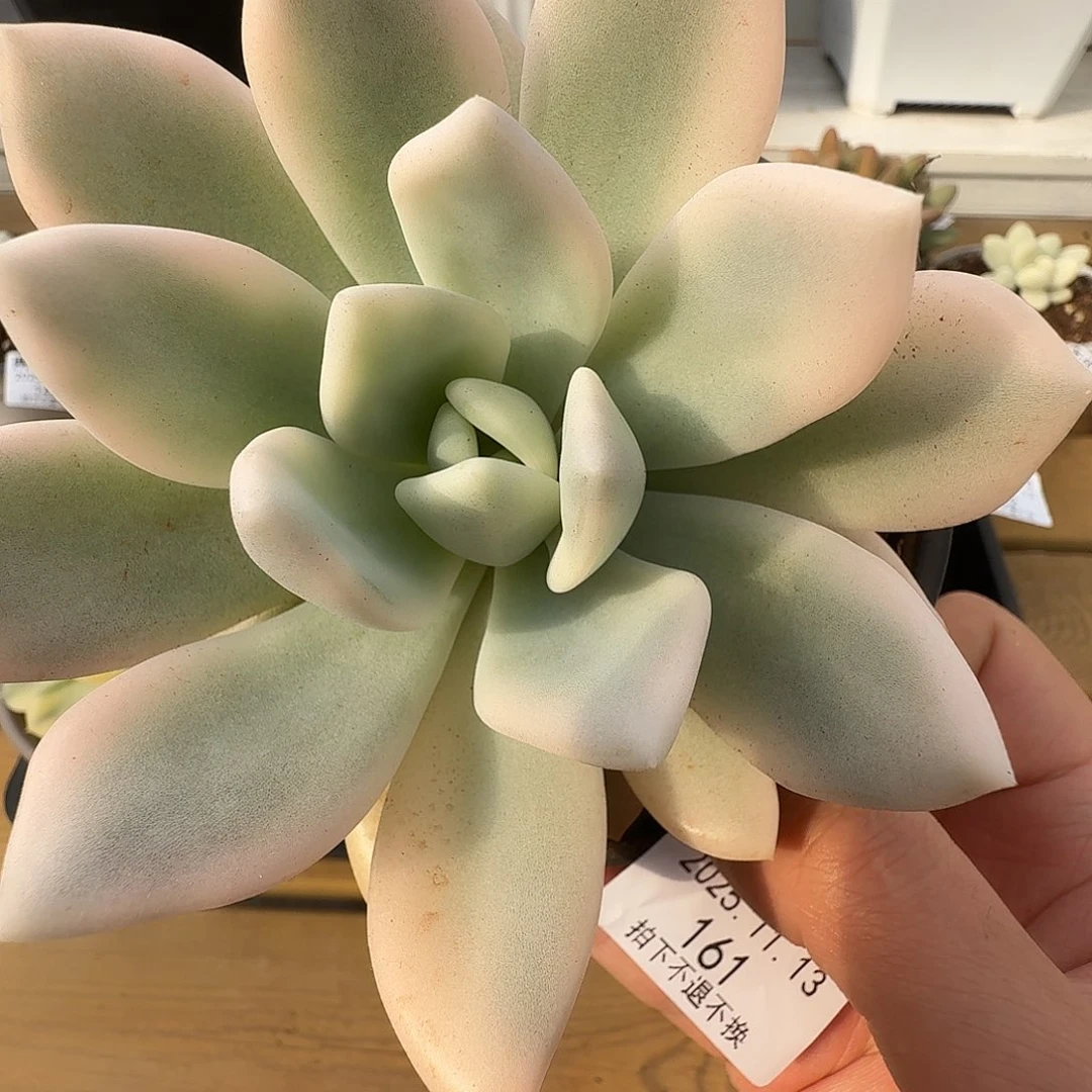 奥普锦1111113-161