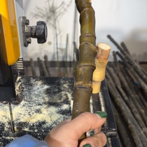 竹五***鼠实心竹竹竹竹竹竹竹竹