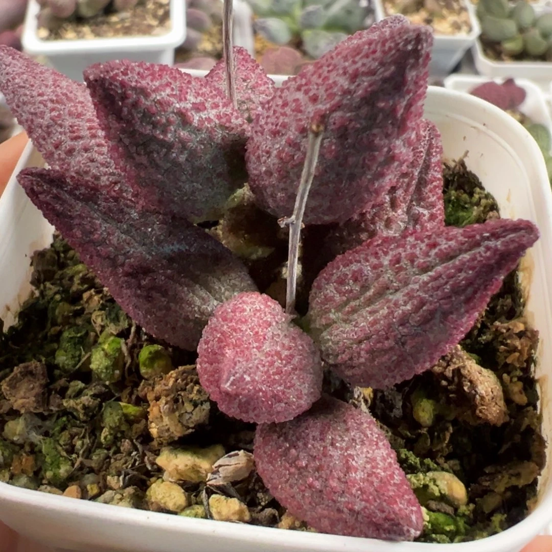 纯红哈默多头纯木质桩多肉植物水泡