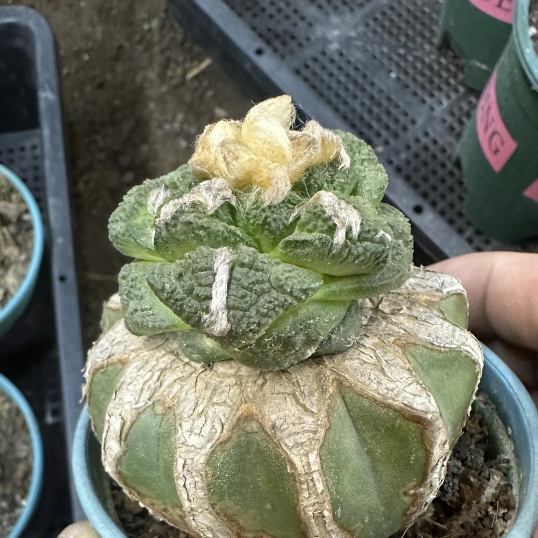 仙人球直播综合链接岩牡丹