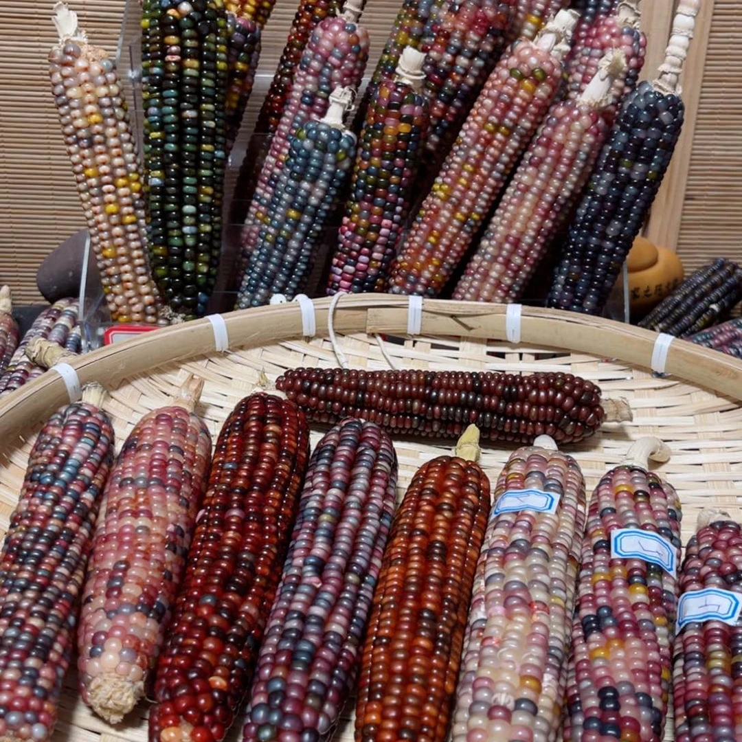 直播间文玩玉米清框不退