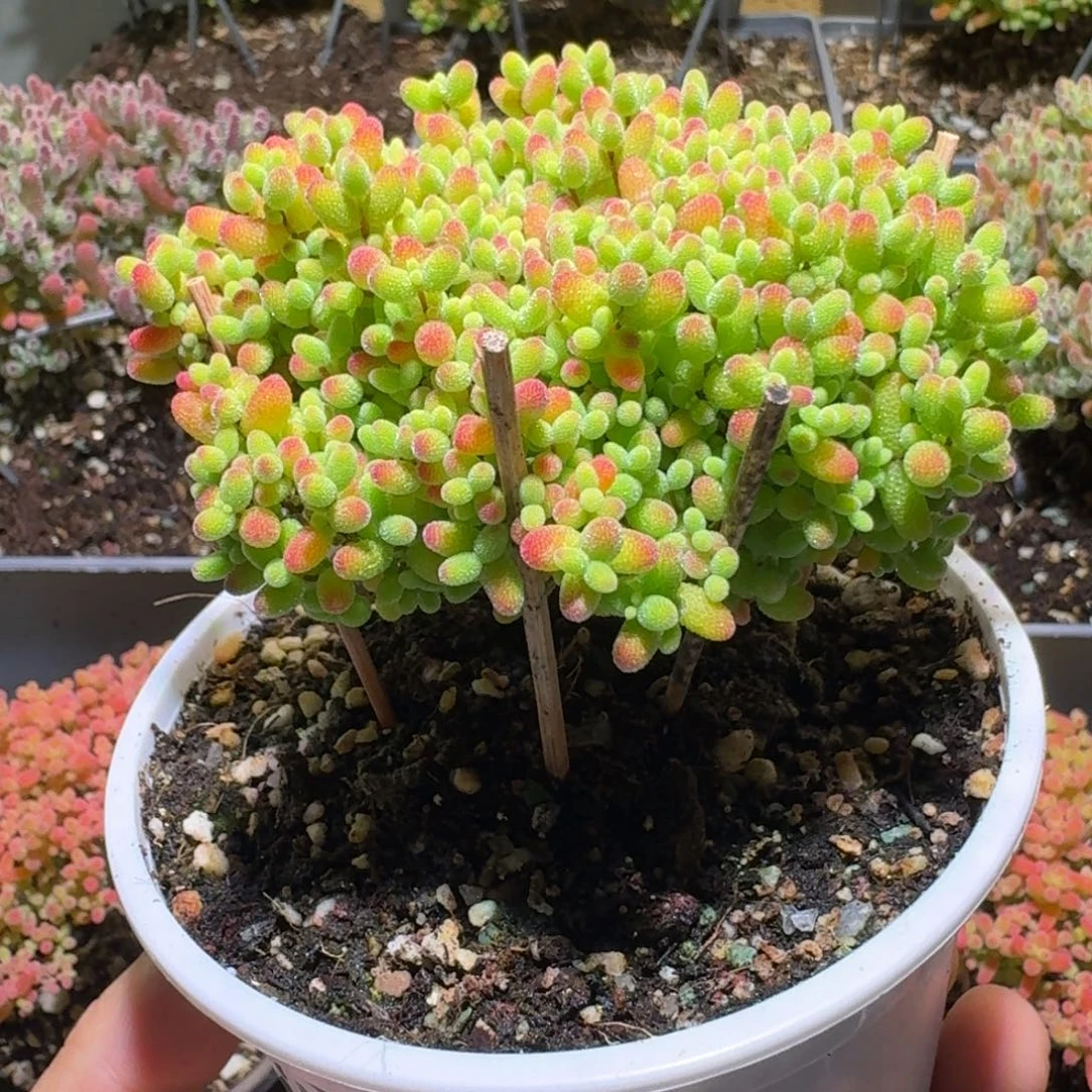 蜜橘糖球枝干番杏老桩428