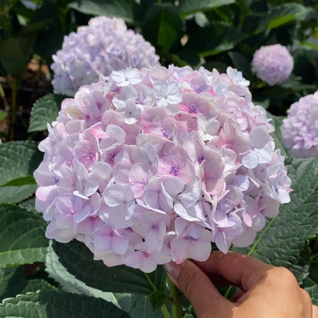 11号绣球/有色差介意勿拍/3单冷链包邮/偏远补运费发德邦空运