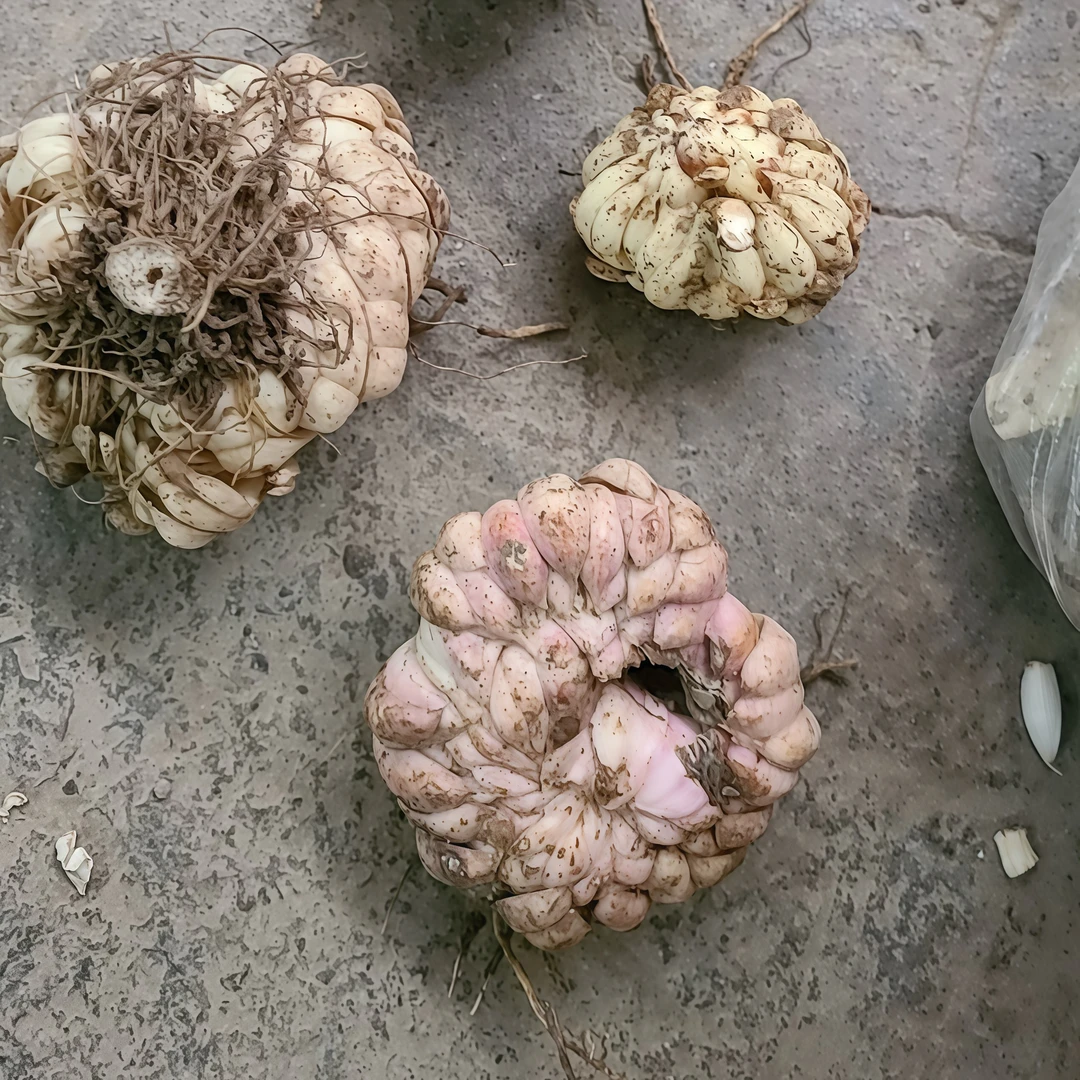 现挖新鲜野生百合软糯清香