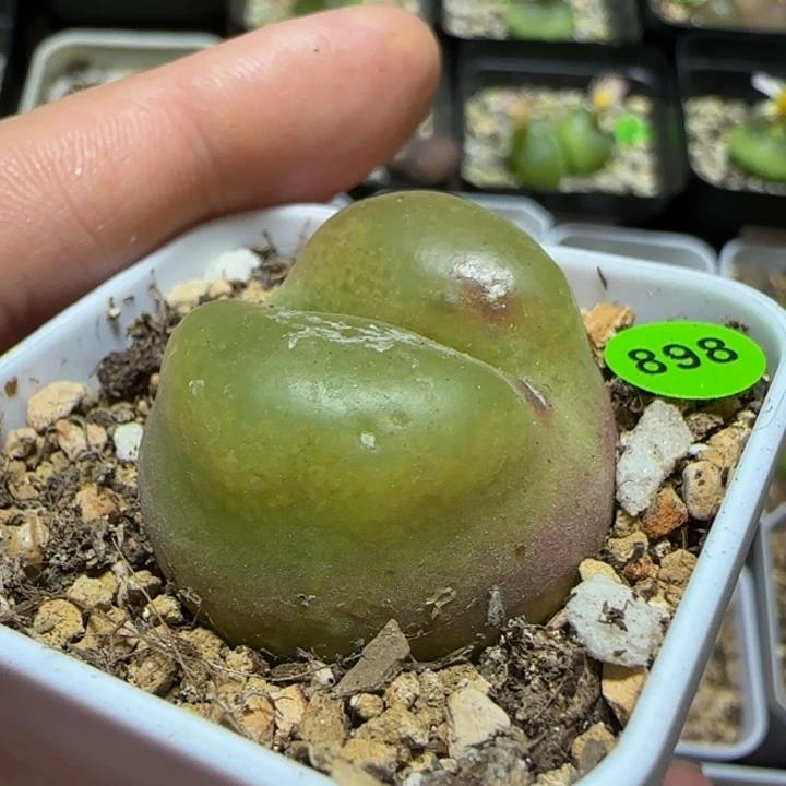 嘟嘟嘴3.2多肉植物898