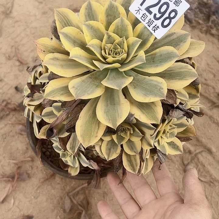 灿烂多肉植物法师1298