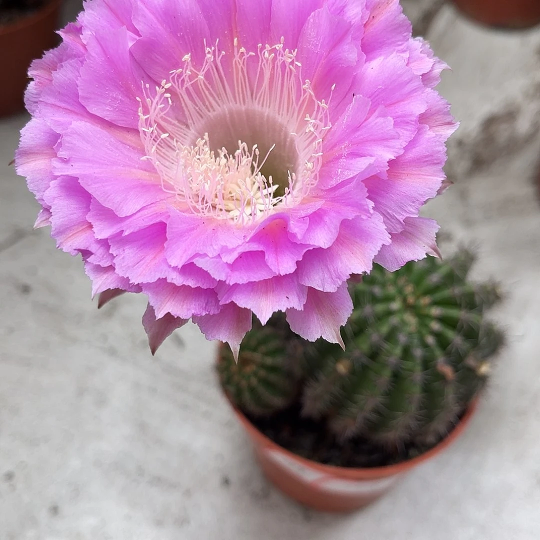 彩草18号6-7公分左右有干皮