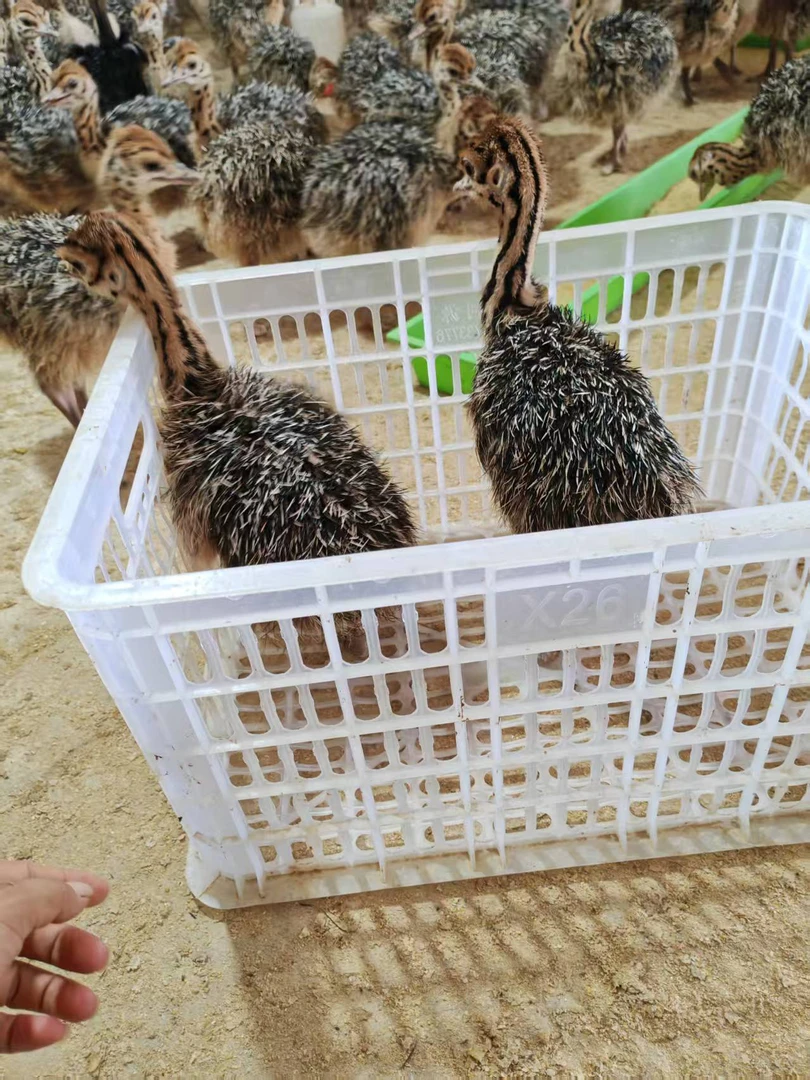 驼驼二斤左右养殖箱新款可爱养殖必备透气结实