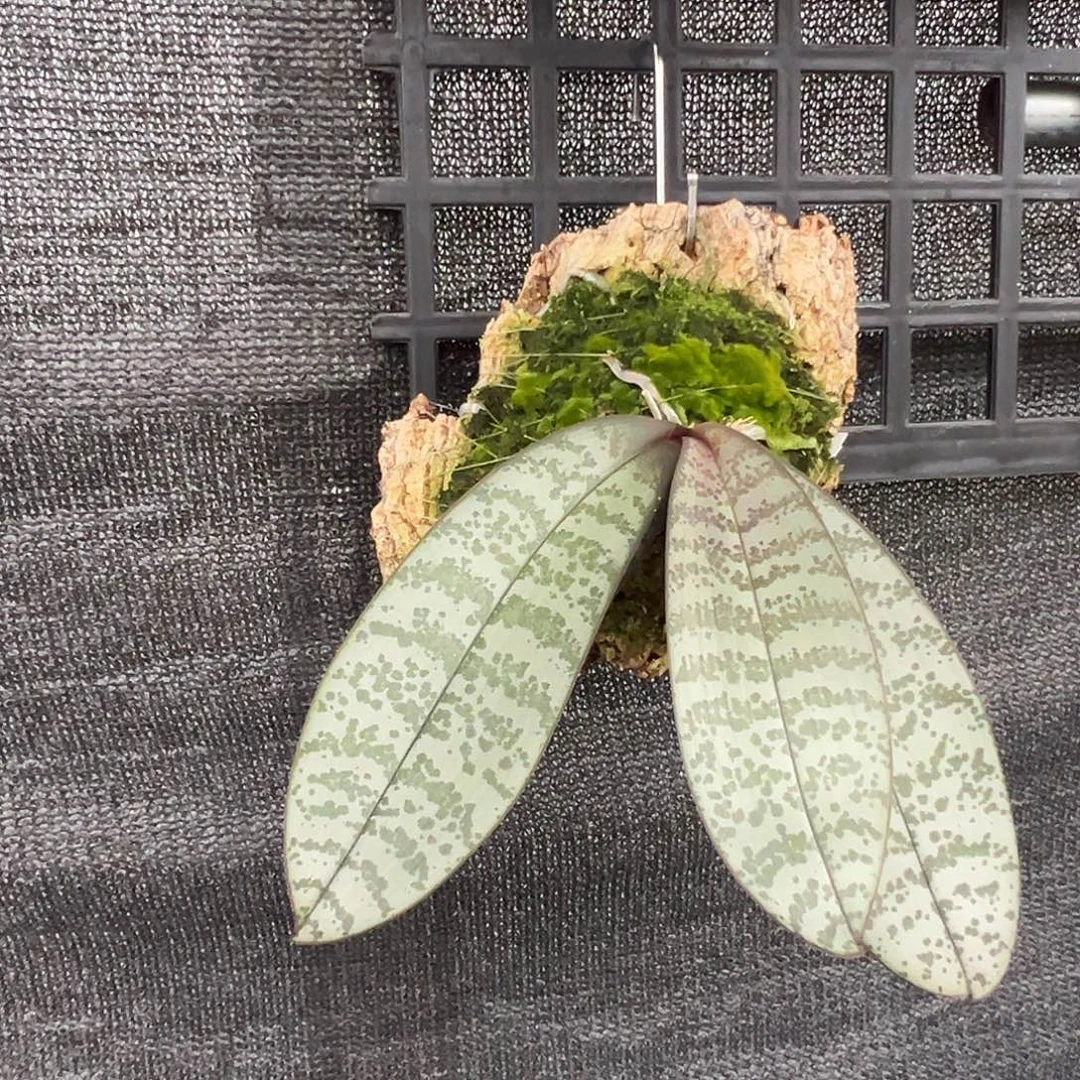 年****当前无花栽培后可以开花