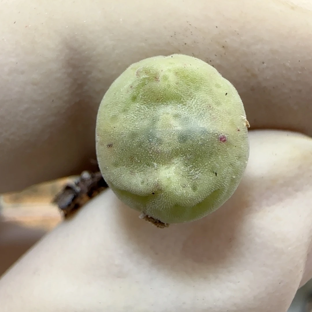 812绿豆糕绿豆糕