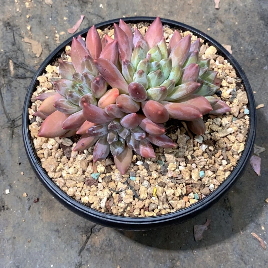 国****重楼多肉植物群一个