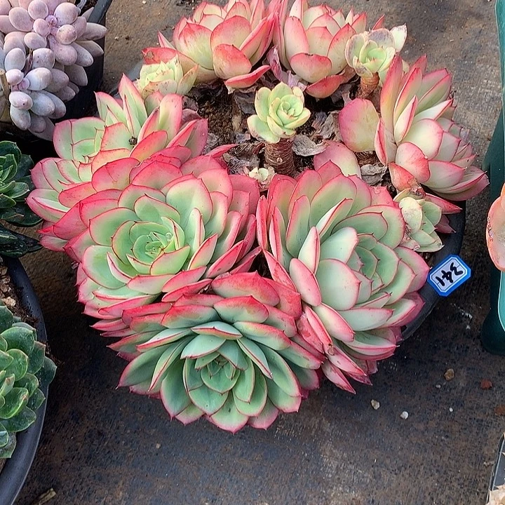 341牡丹亭 一物一拍多肉