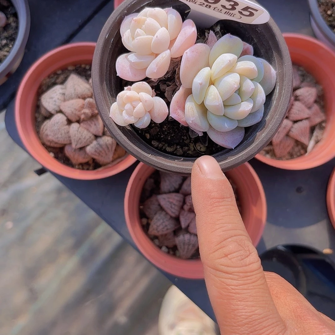 D935冰玉杂交一物一拍