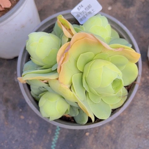 874 裸根不带土发货福利不包损