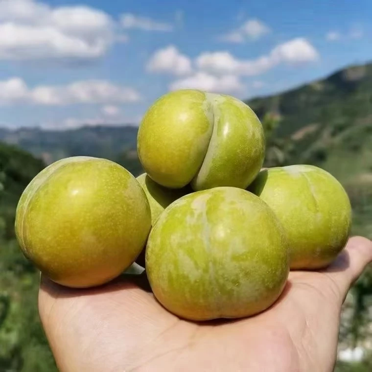 【顺丰包邮】新鲜贵州六马蜂糖李当季水果脆甜蜂蜜三华李