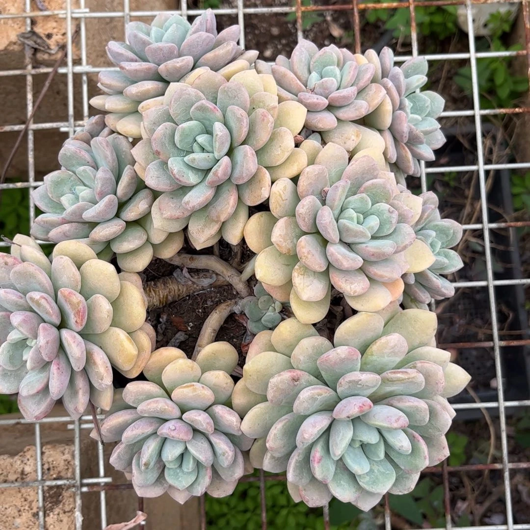 新疆西藏内蒙不包邮，花瓣鹿