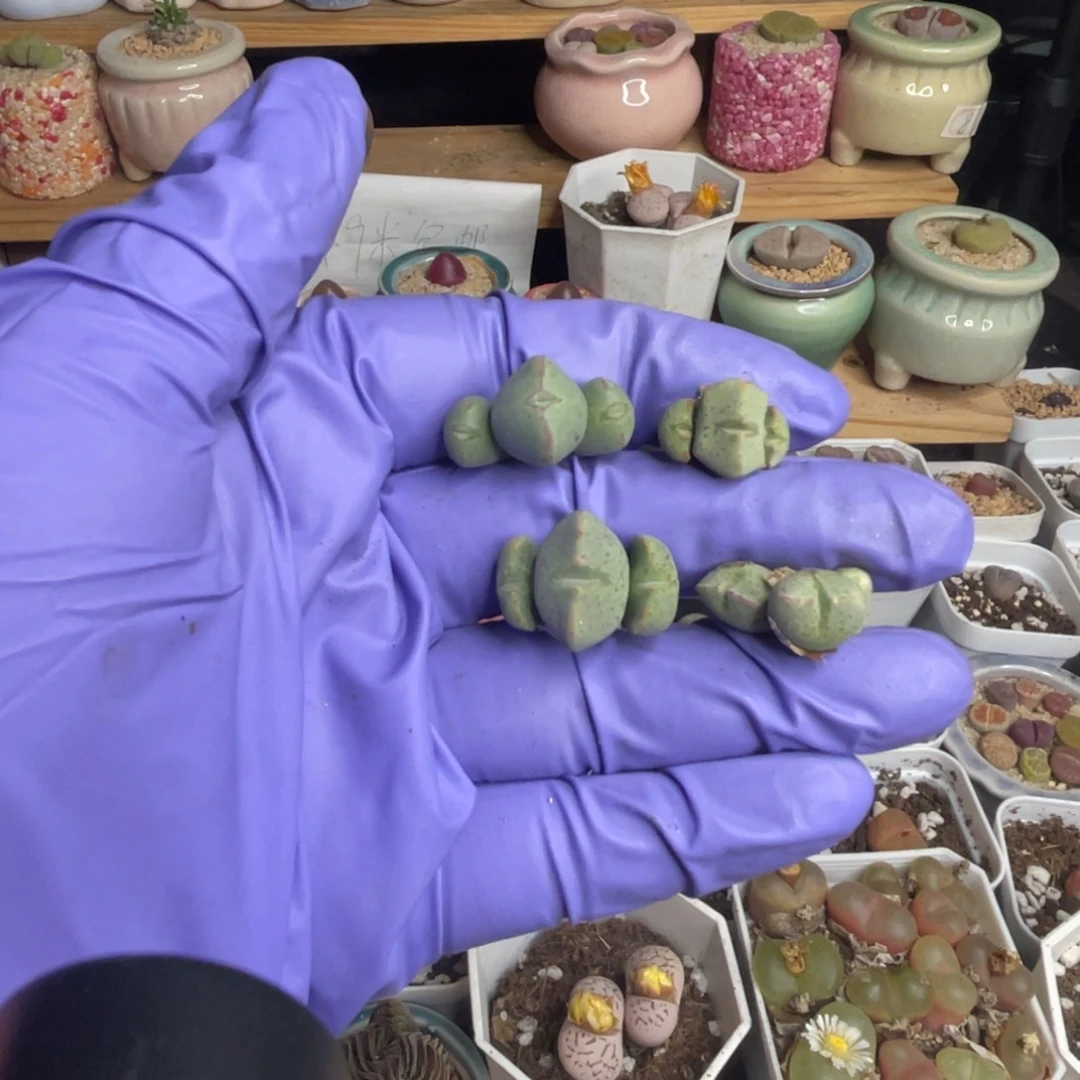 多肉植物一物一拍72