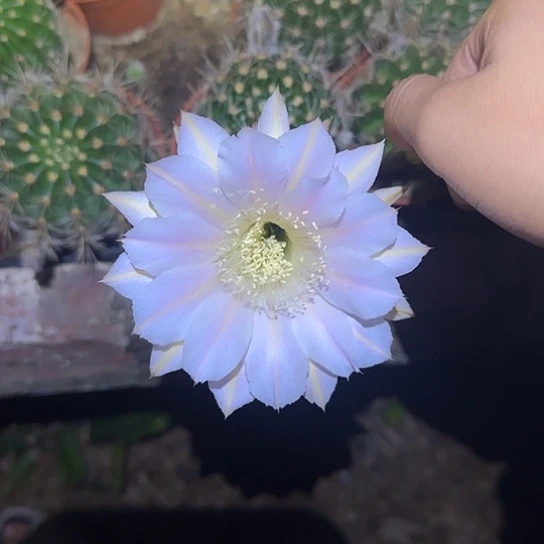 无花朵沙**瑰花花花花花花花花花花