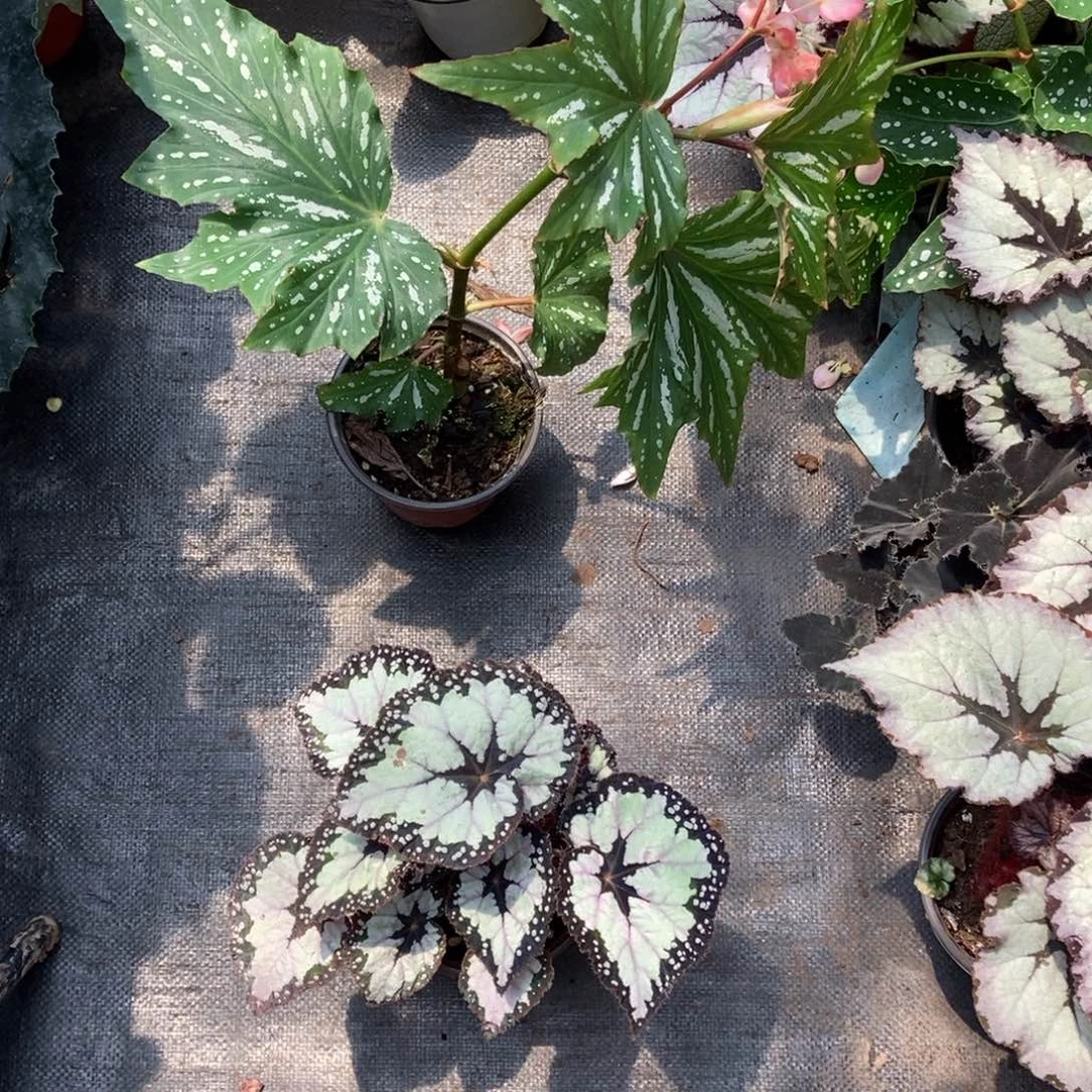 完全开放杨*咩4234多而和乌头杂3送一