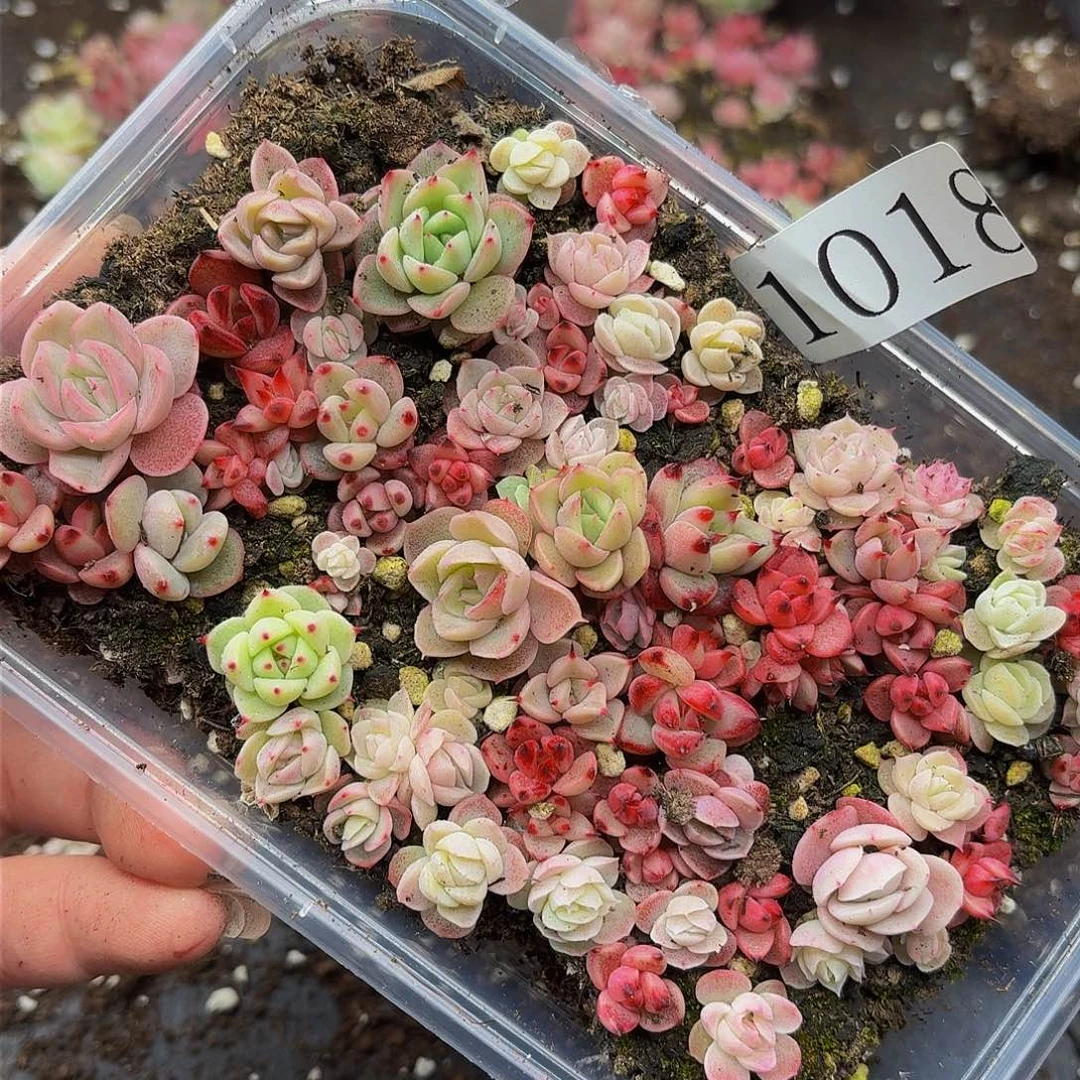 多肉植物多肉植物1018