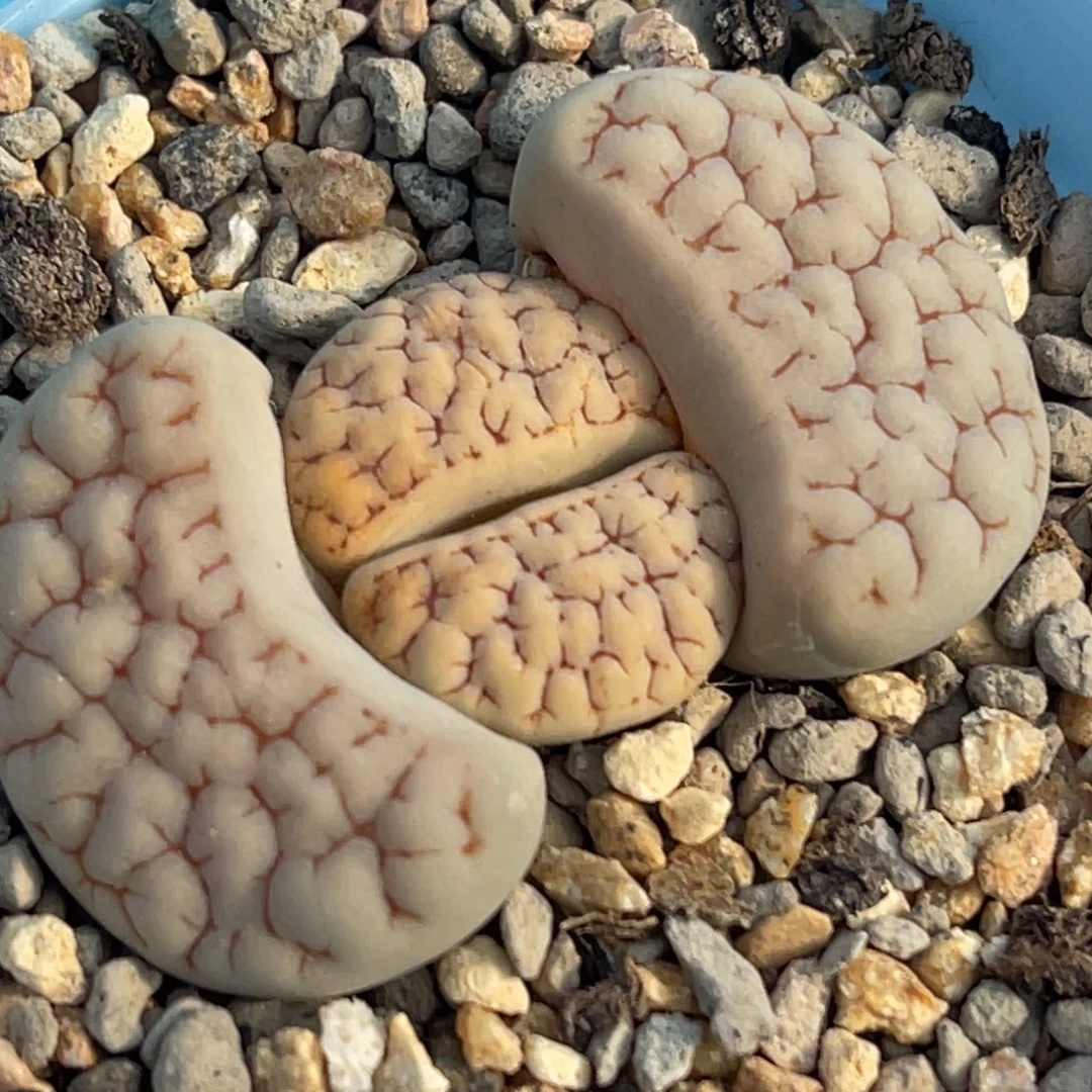 8828红纹189一颗。