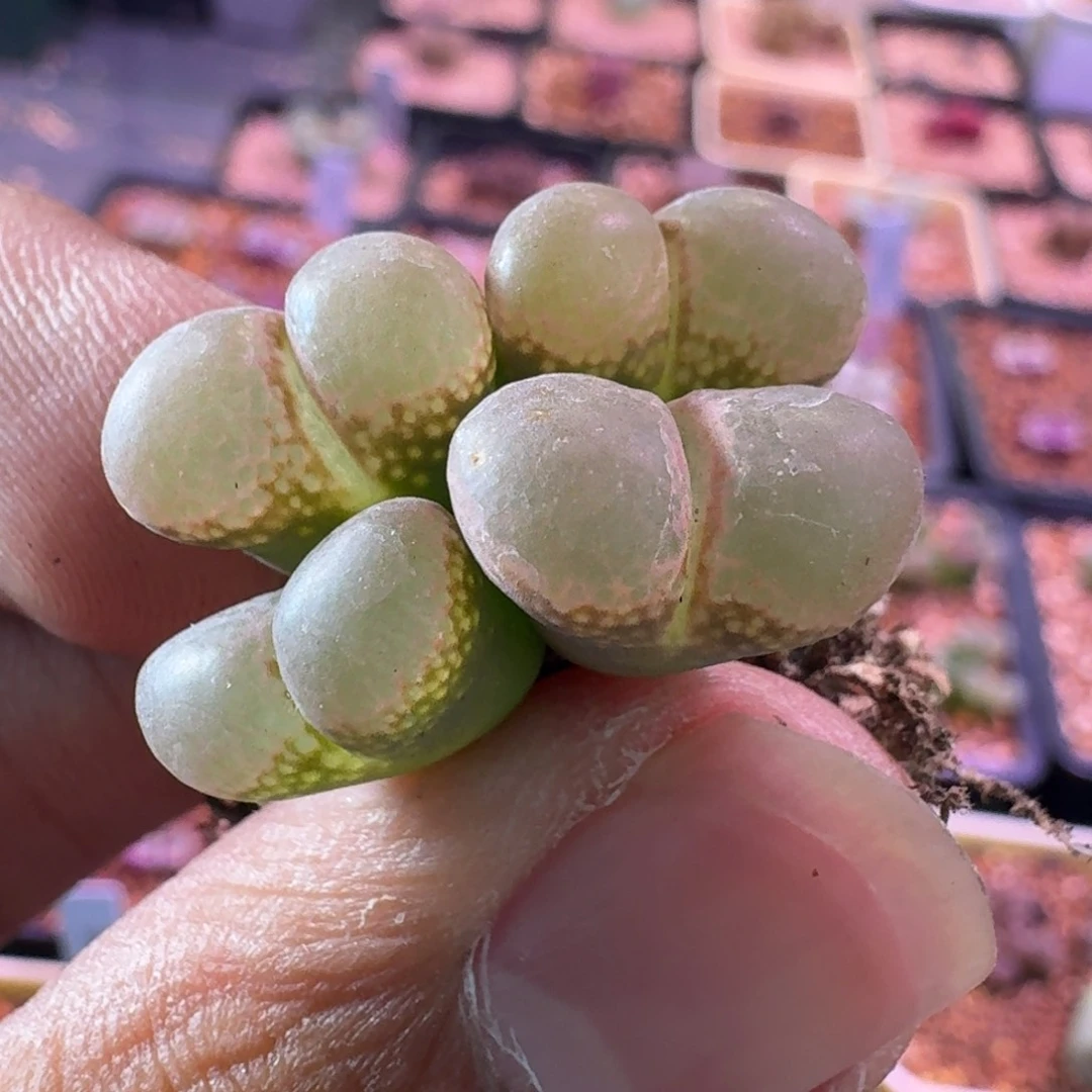 云缦精品番杏16.49