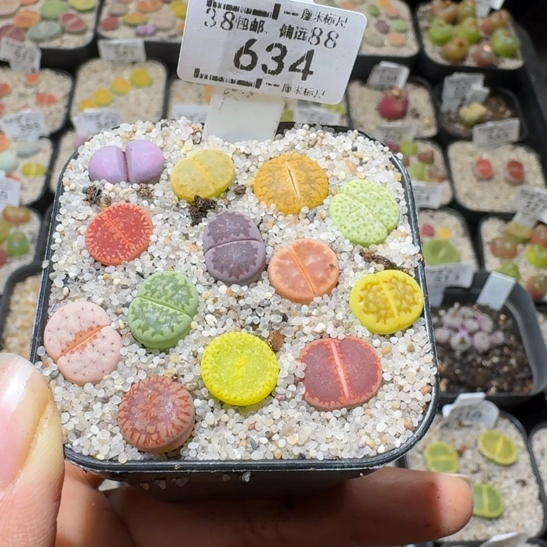 Sss新年快乐价634