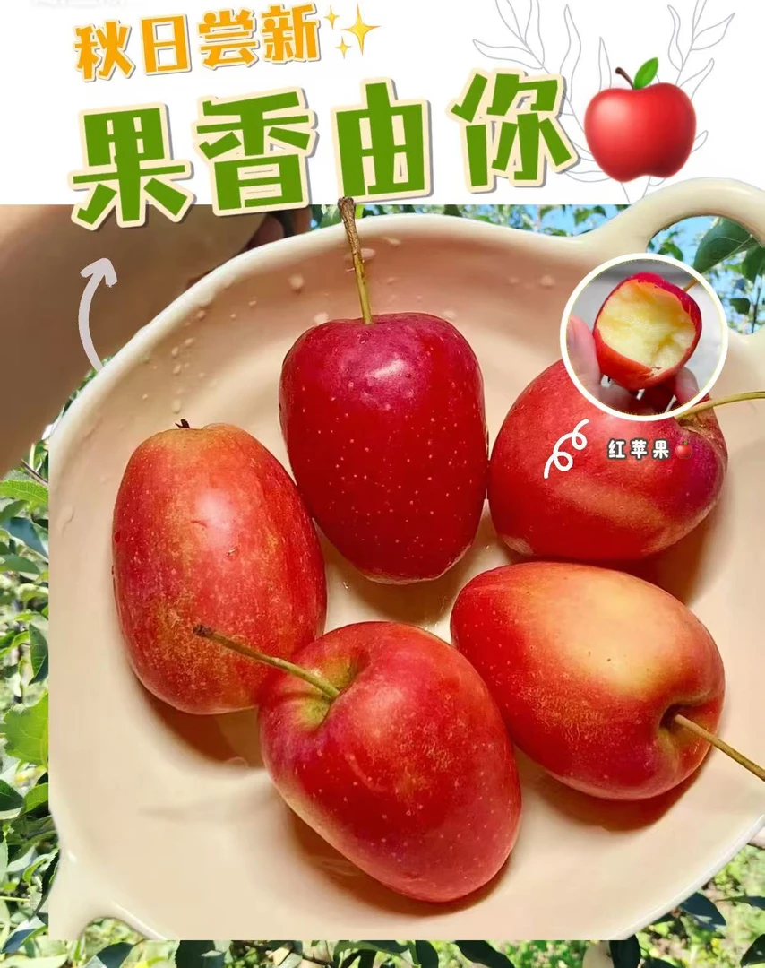 东北特产鸡心果新鲜应季现摘现发甜脆多汁