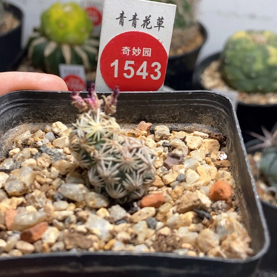 实生双头紫王子一棵