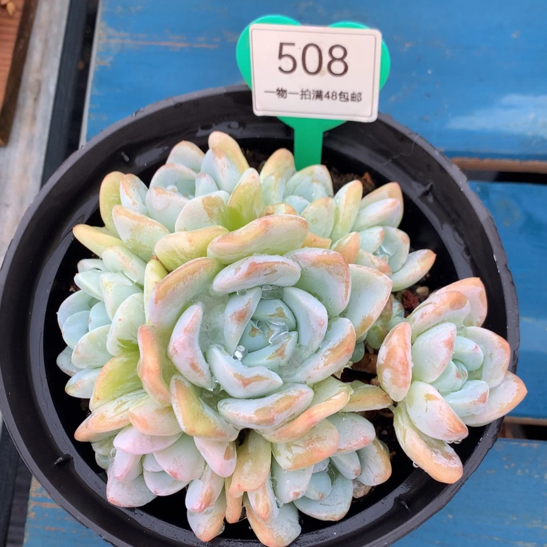雪媚娘无砍捧花508