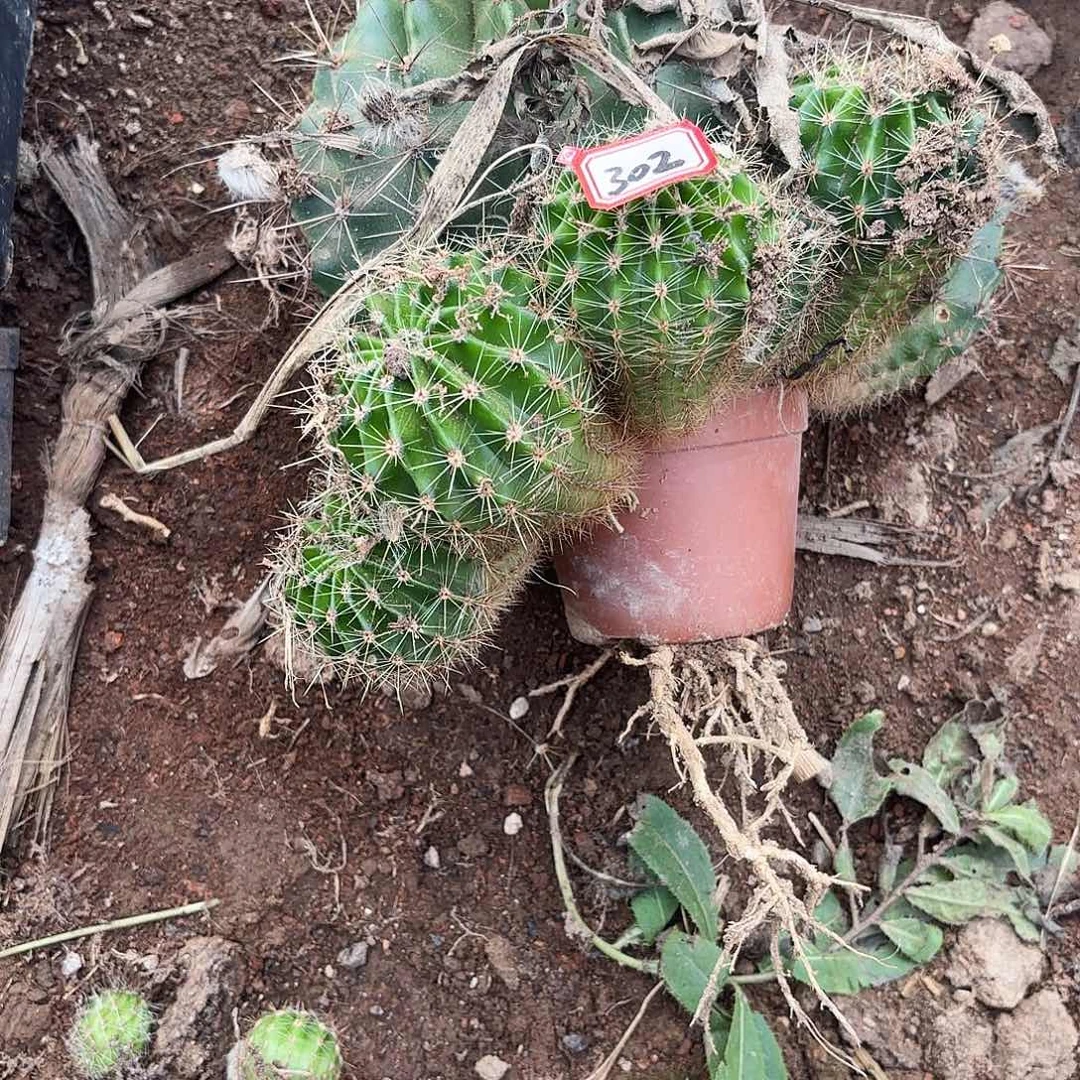 302 瑕疵掉侧牙无售后