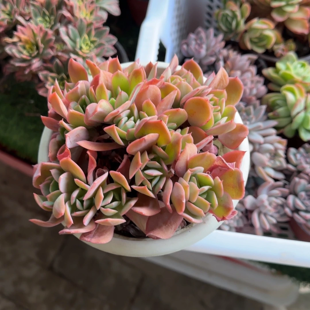 无花朵白色绮罗缀