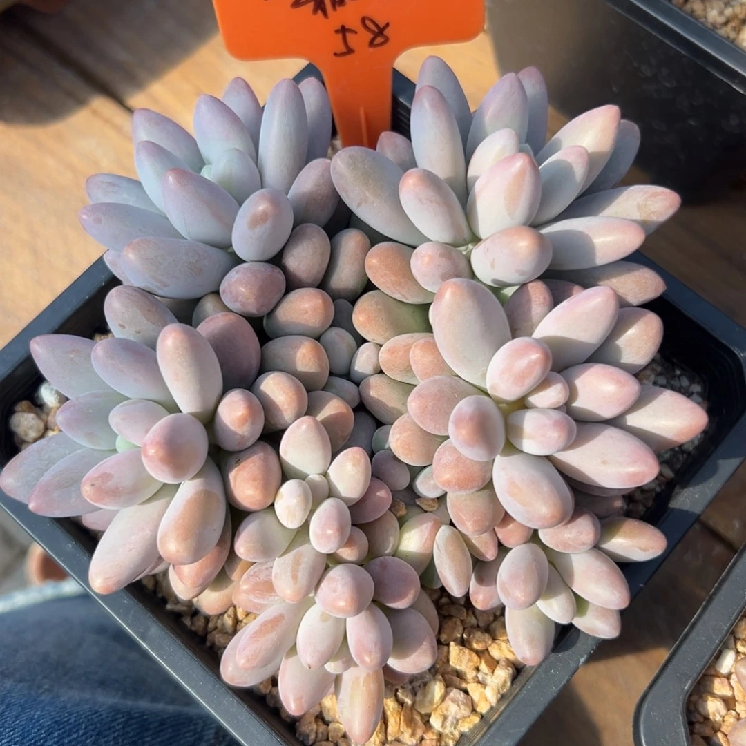 一***石橙色恋人111111111111111