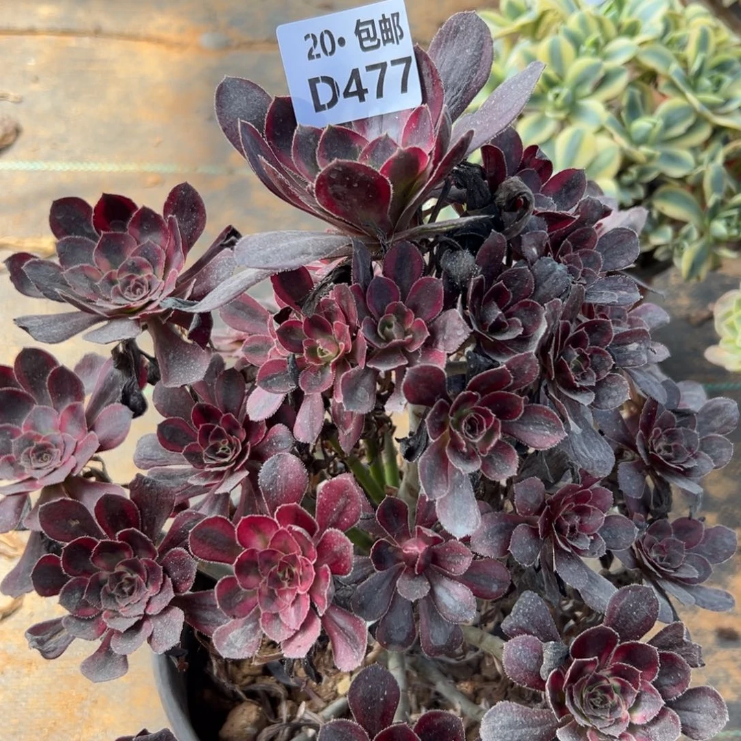 477香奶奶，多肉法师