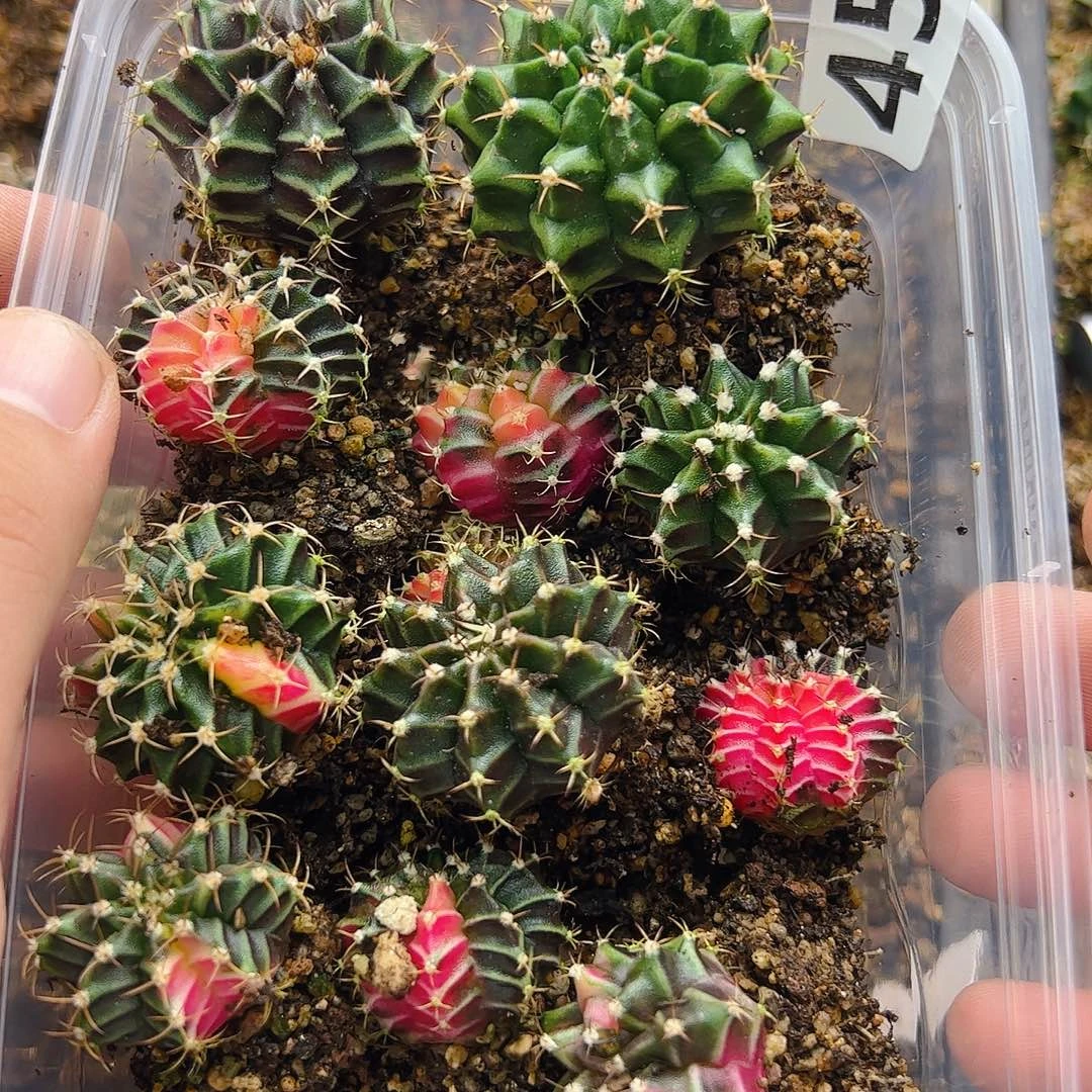 当前无花栽培后可以开花454