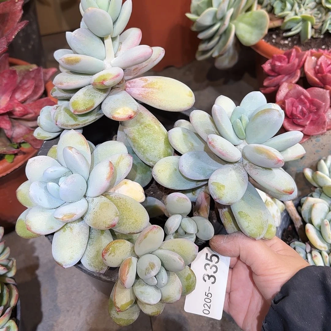 同温层多肉雪美人335