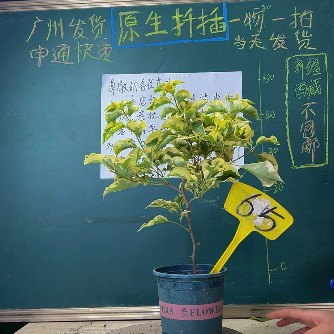 当前无花栽培后可以开花金边黄65