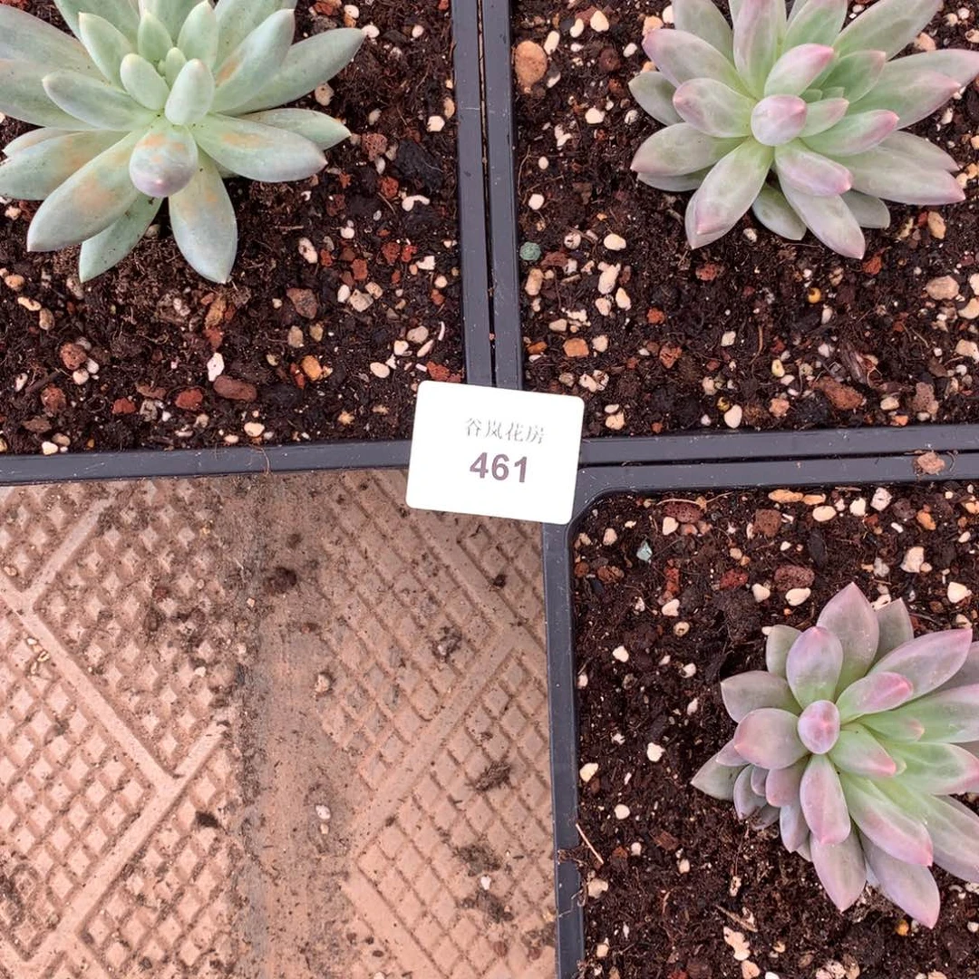 岽****g06号上午场，461三颗一组，寄养，随机配货