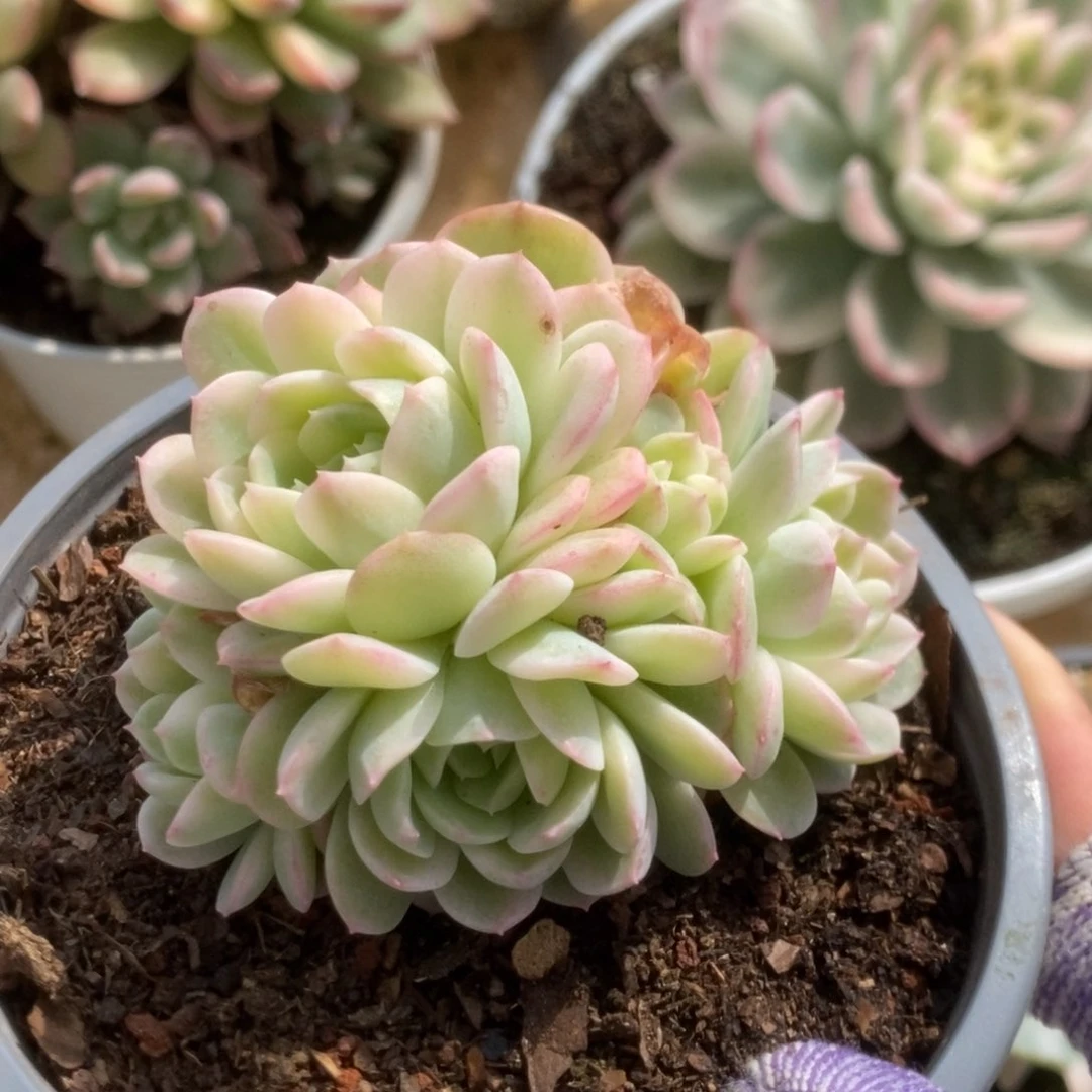 692茉莉花锦锦锦锦锦