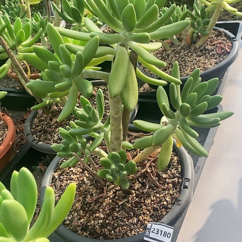 【闪购商品】金蝉23180