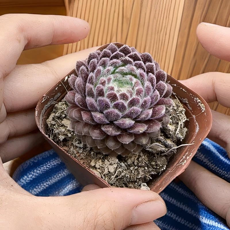 《满18包邮48小时内发货》优雅单头裸根一颗