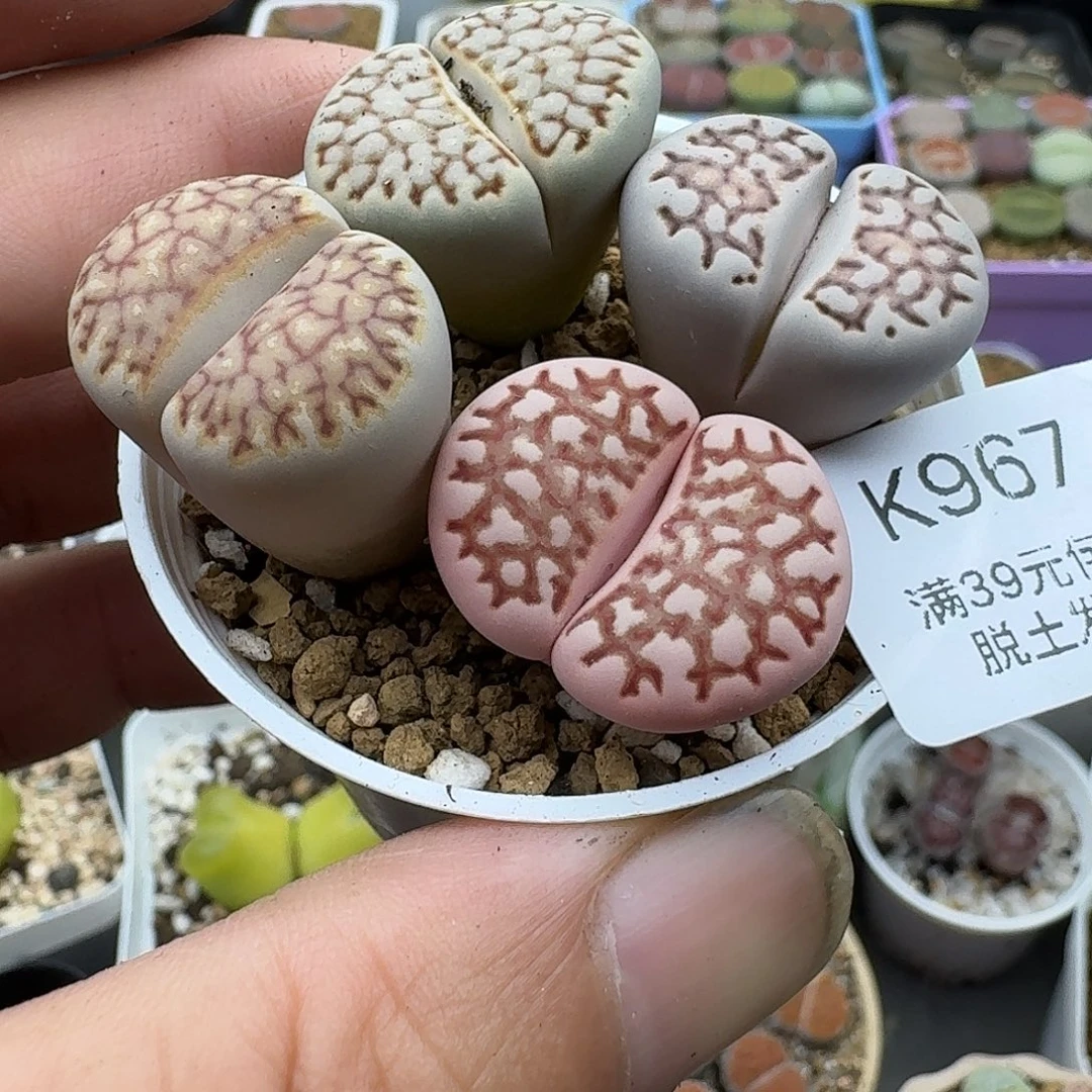 967多肉哈哈哈哈哈哈哈