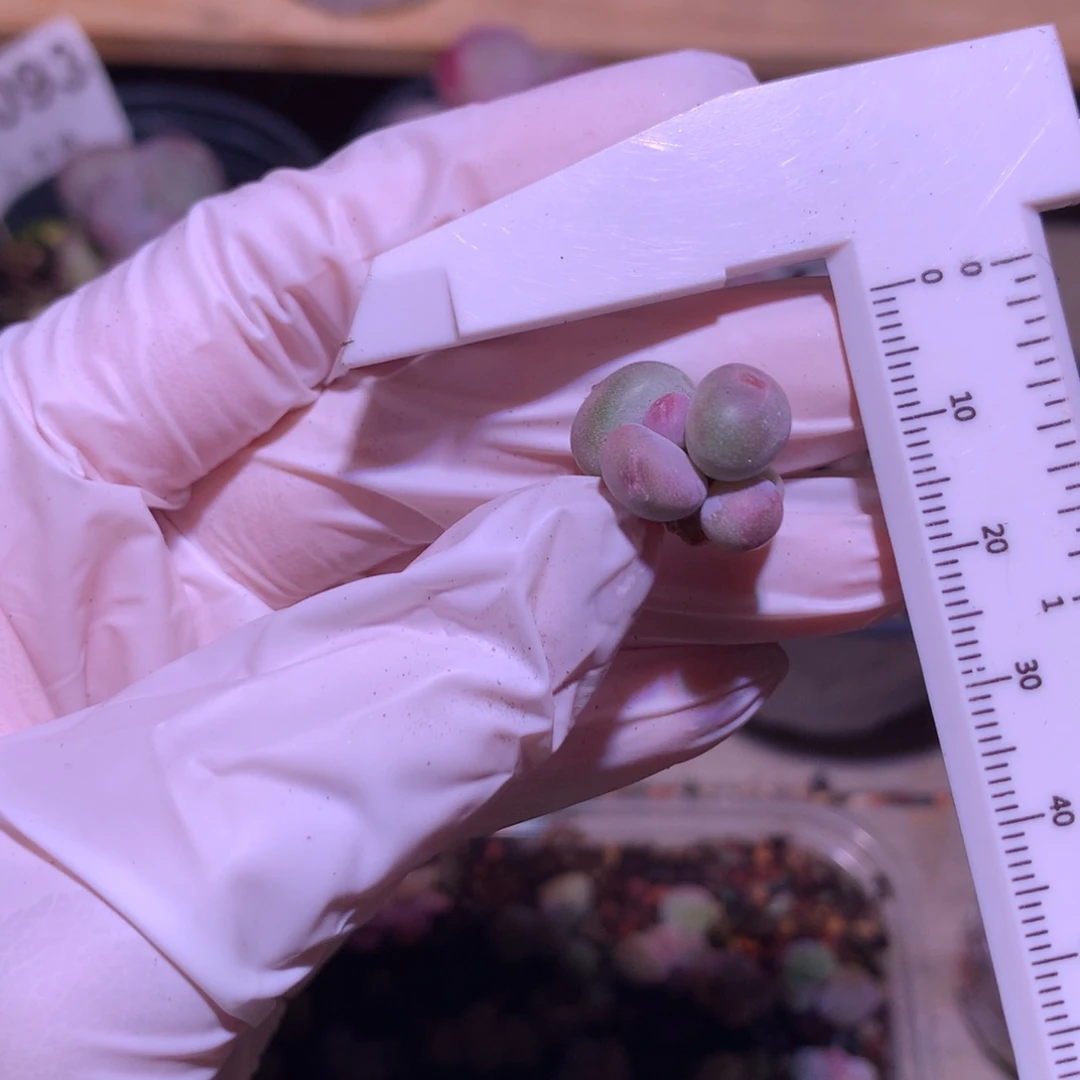 黄金鸡蛋大叶奶，大叶奶酪多肉