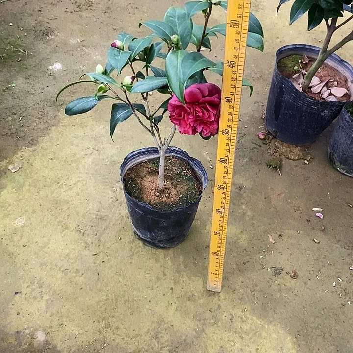 紫玫瑰。茶花。