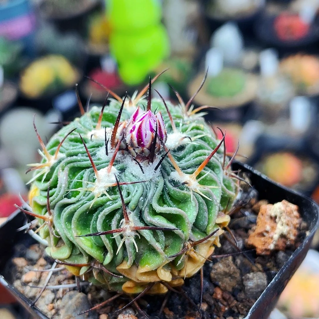 非偏远地区满25包邮仙人球